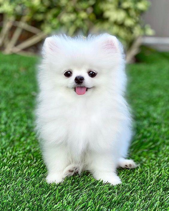 Anjing
