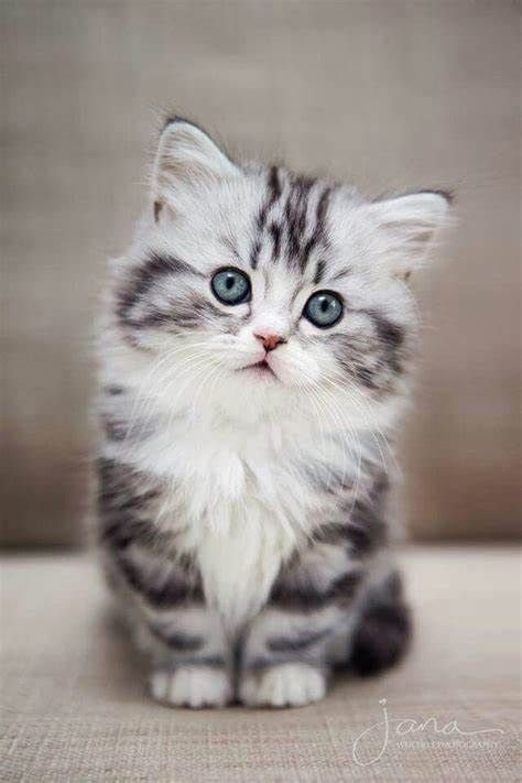 Kucing